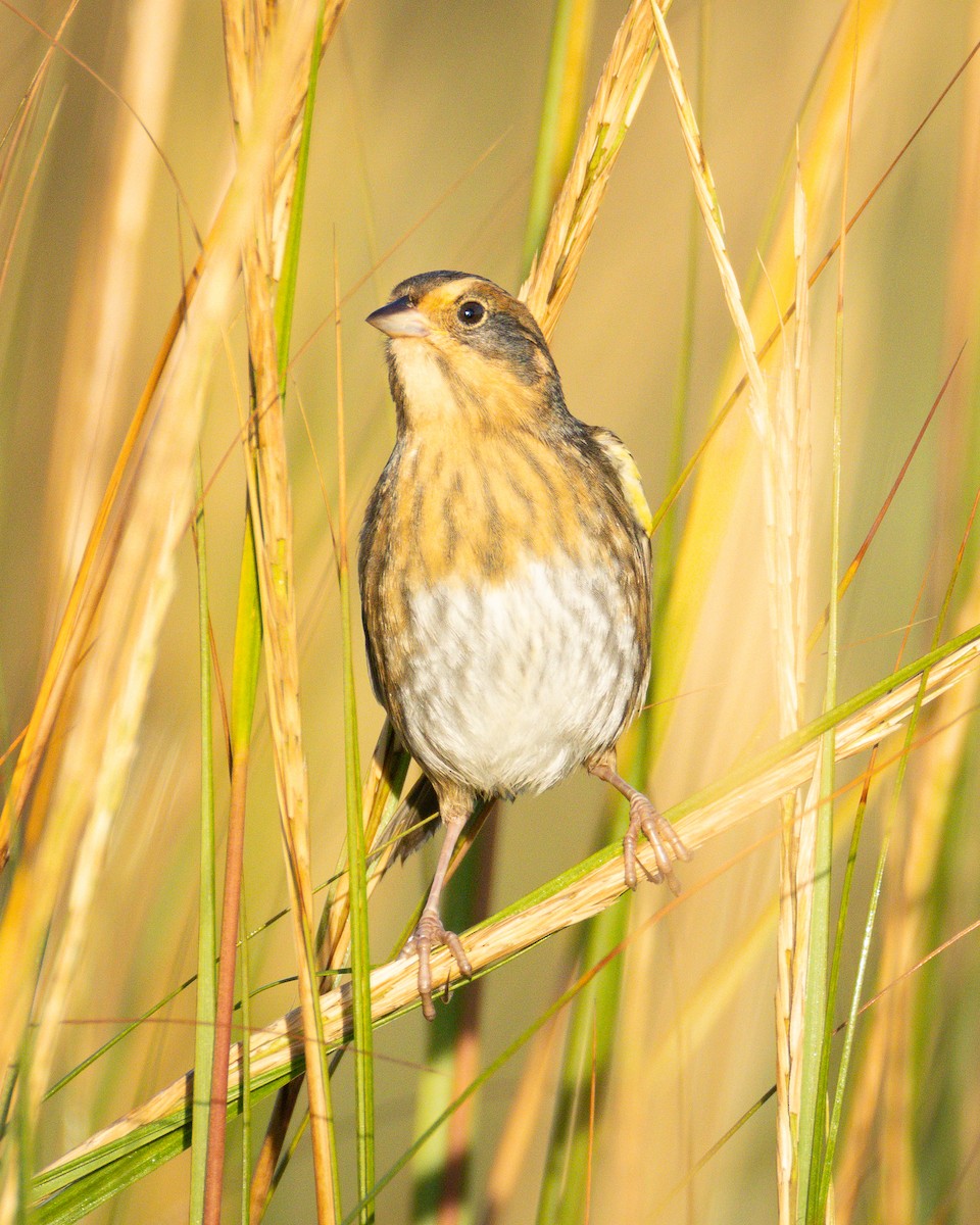 Nelson's Sparrow - ML643062626