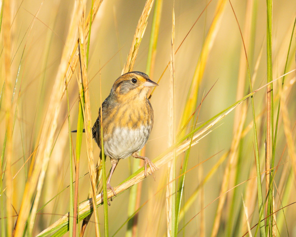 Nelson's Sparrow - ML643062627