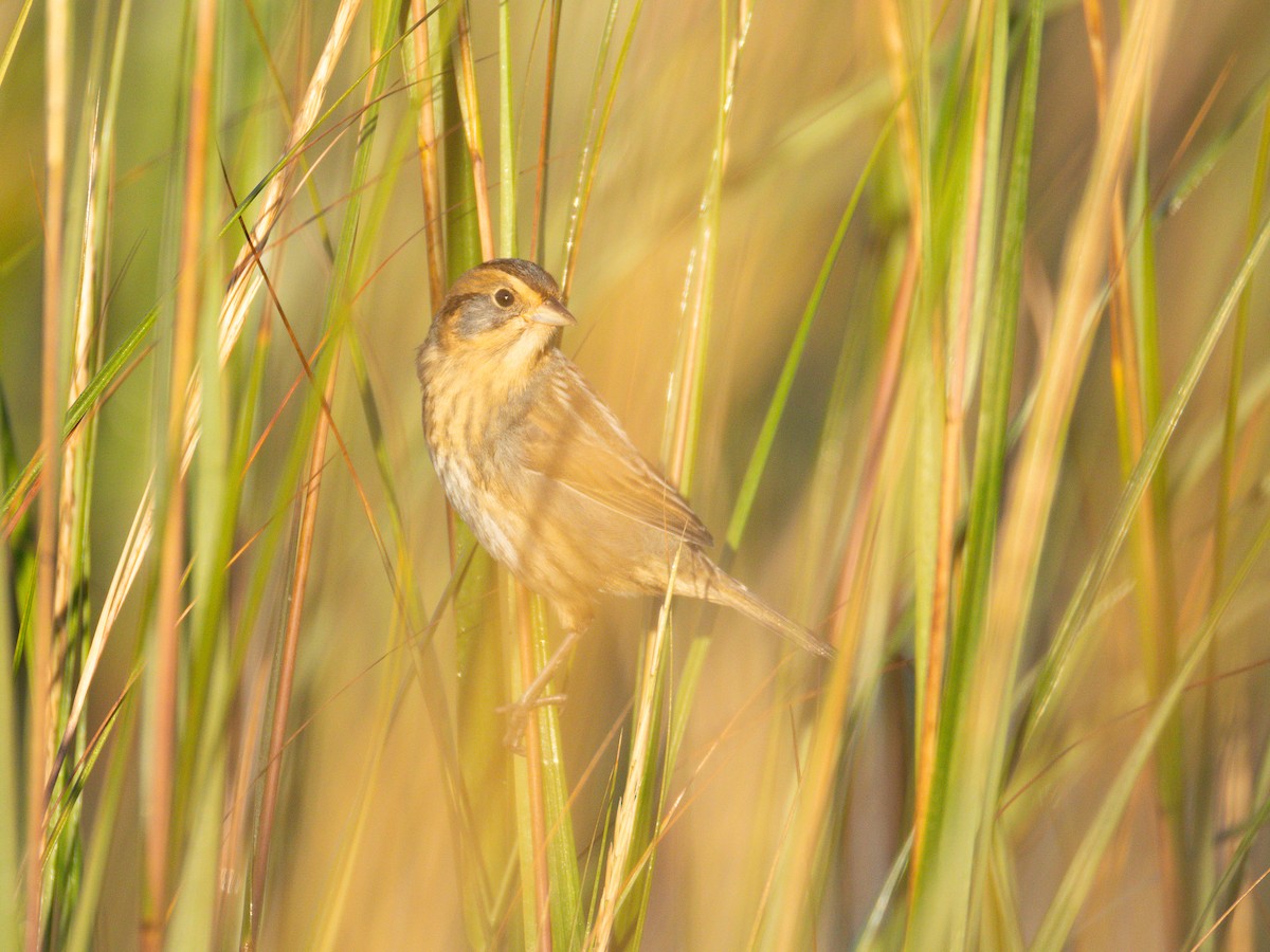 Nelson's Sparrow - ML643062628