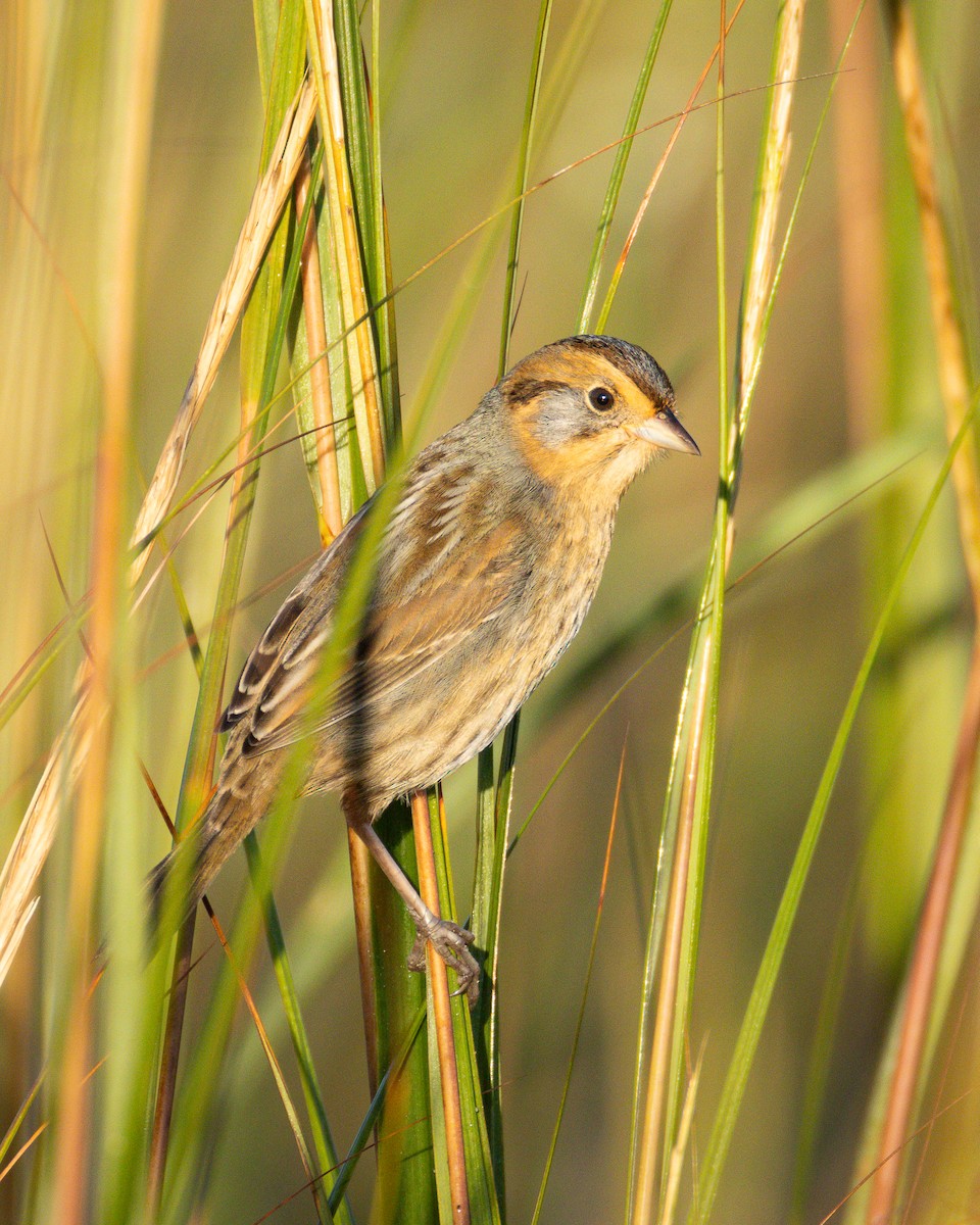 Nelson's Sparrow - ML643062629