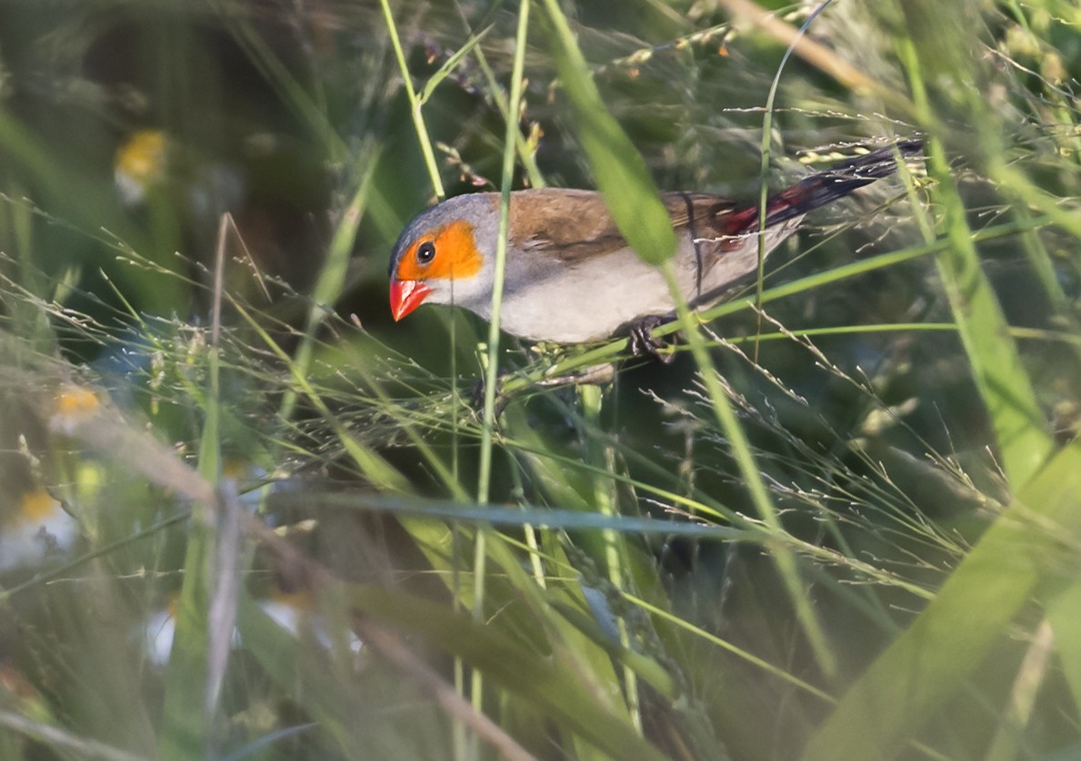 Astrild à joues orange - ML643062640