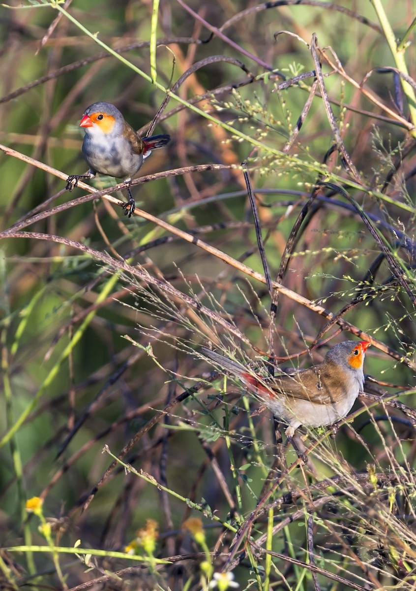 Astrild à joues orange - ML643062641