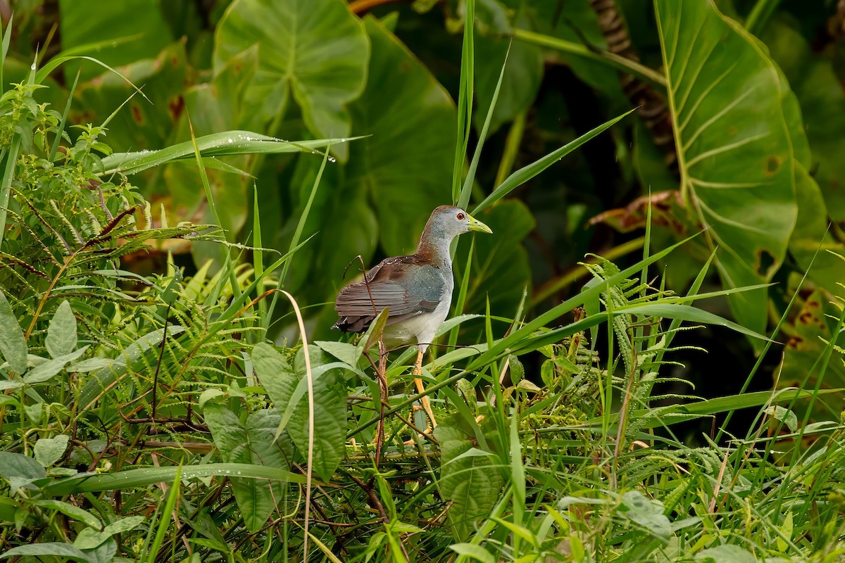Azure Gallinule - ML643062642
