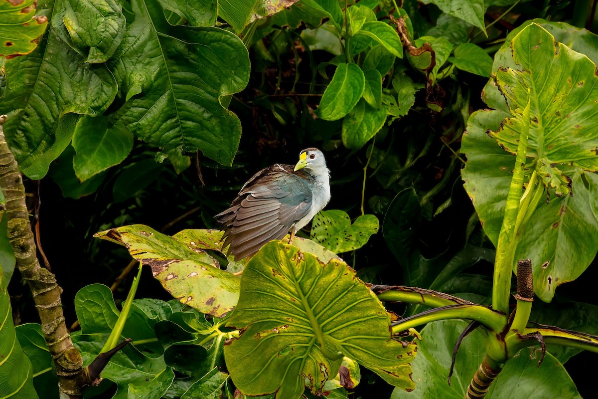 Azure Gallinule - ML643062644