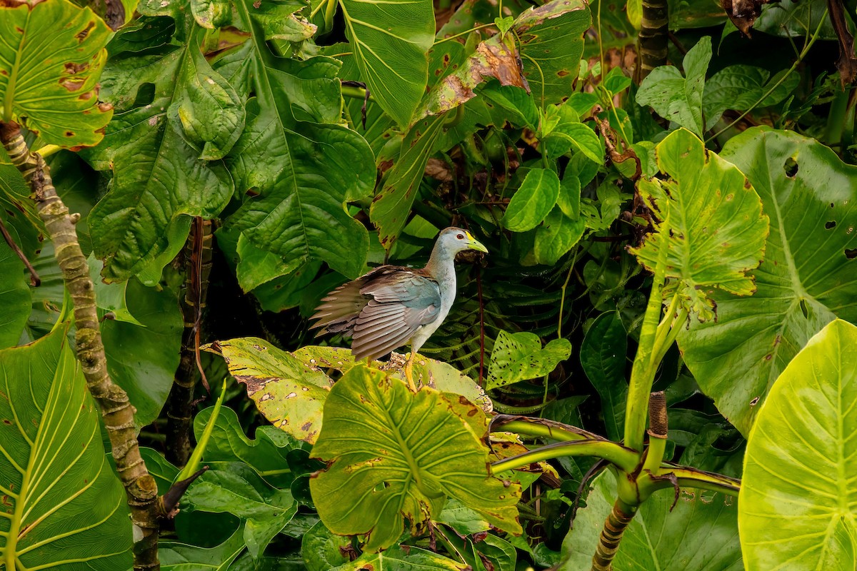 Azure Gallinule - ML643062645