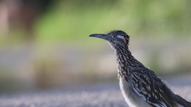 Greater Roadrunner - ML643062648