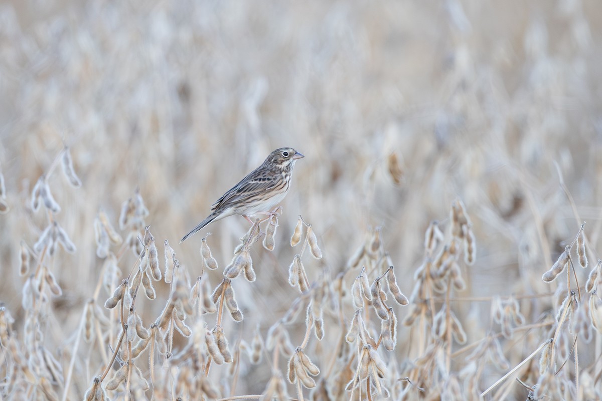 Vesper Sparrow - ML643062653