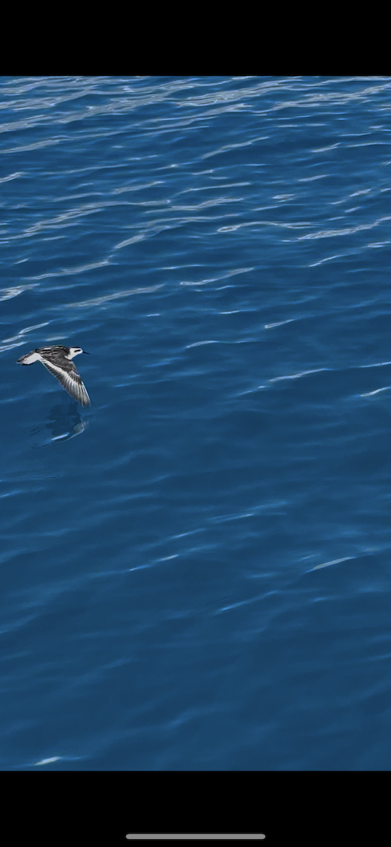 Red-necked Phalarope - ML643062657