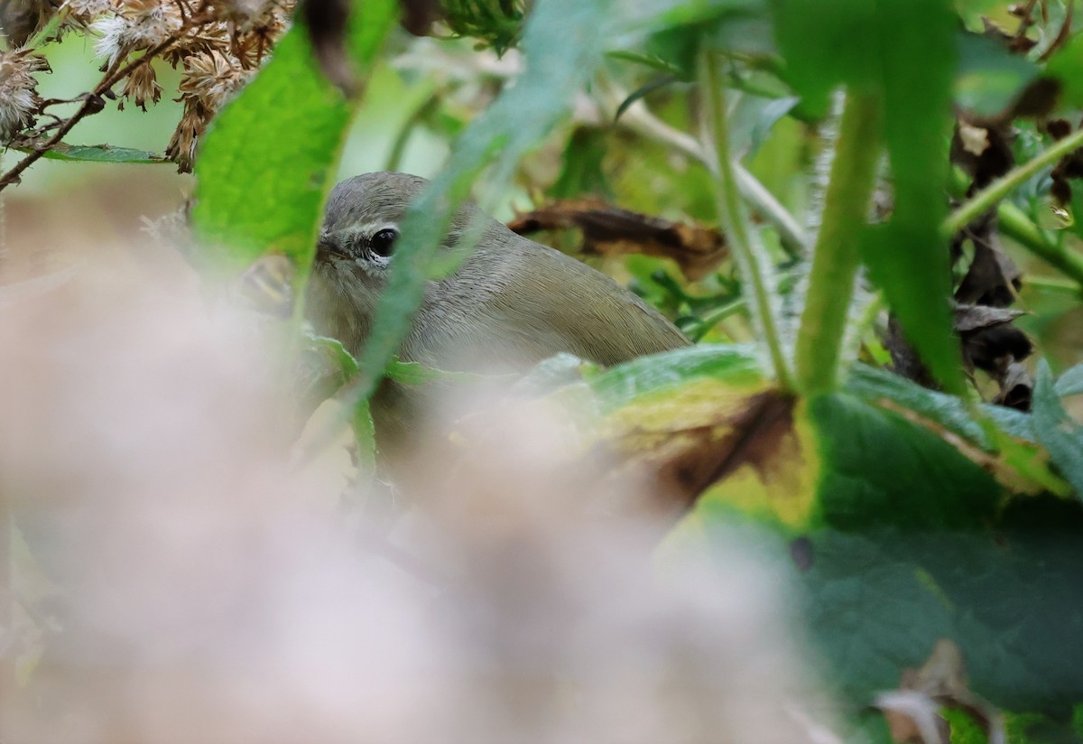 Orange-crowned Warbler - ML643062689
