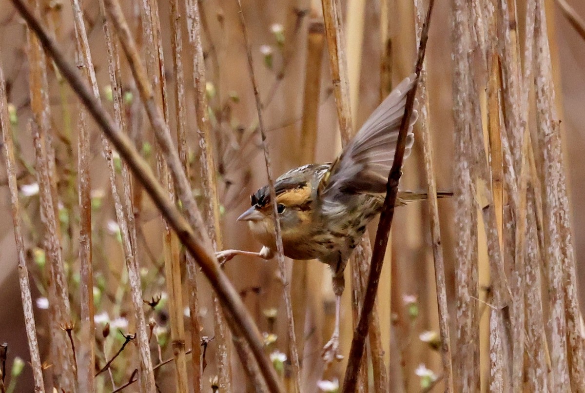 Nelson's Sparrow - ML643062711