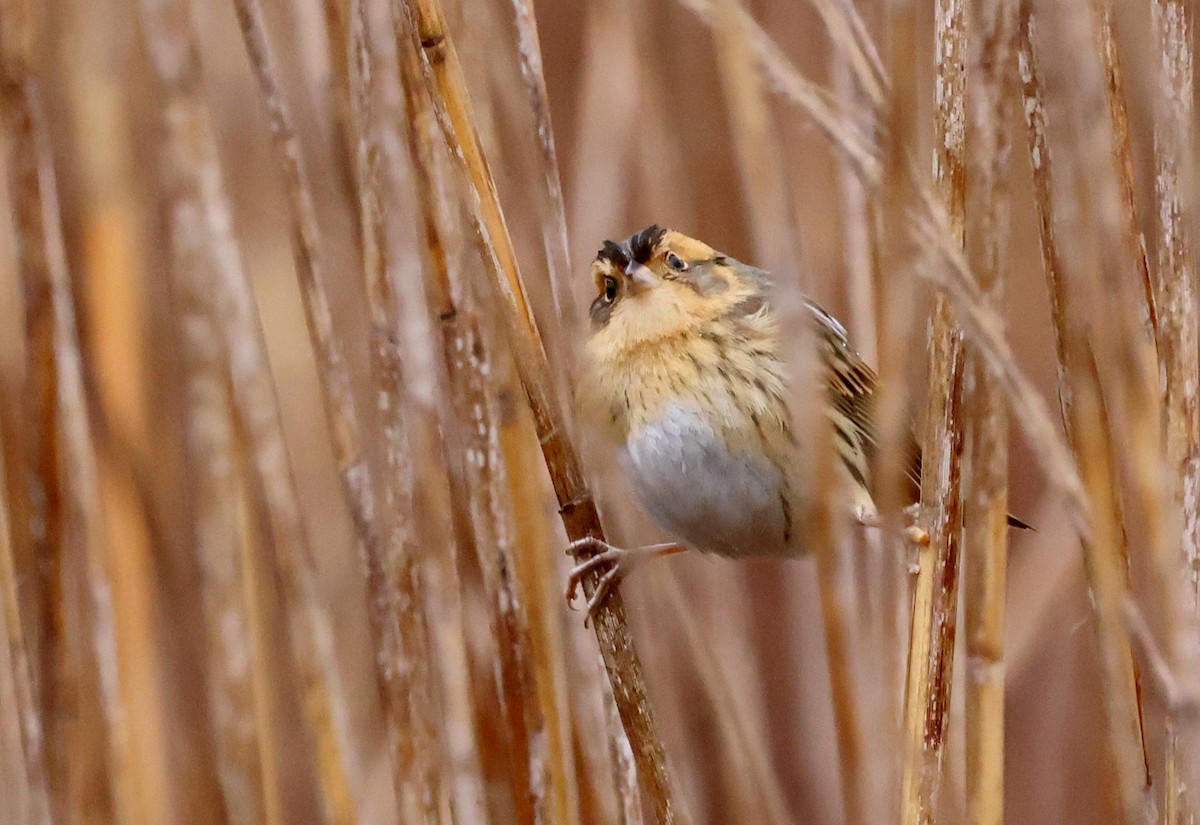 Nelson's Sparrow - ML643062712