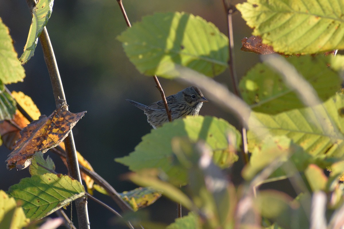 strnadec pruhohlavý - ML643062714