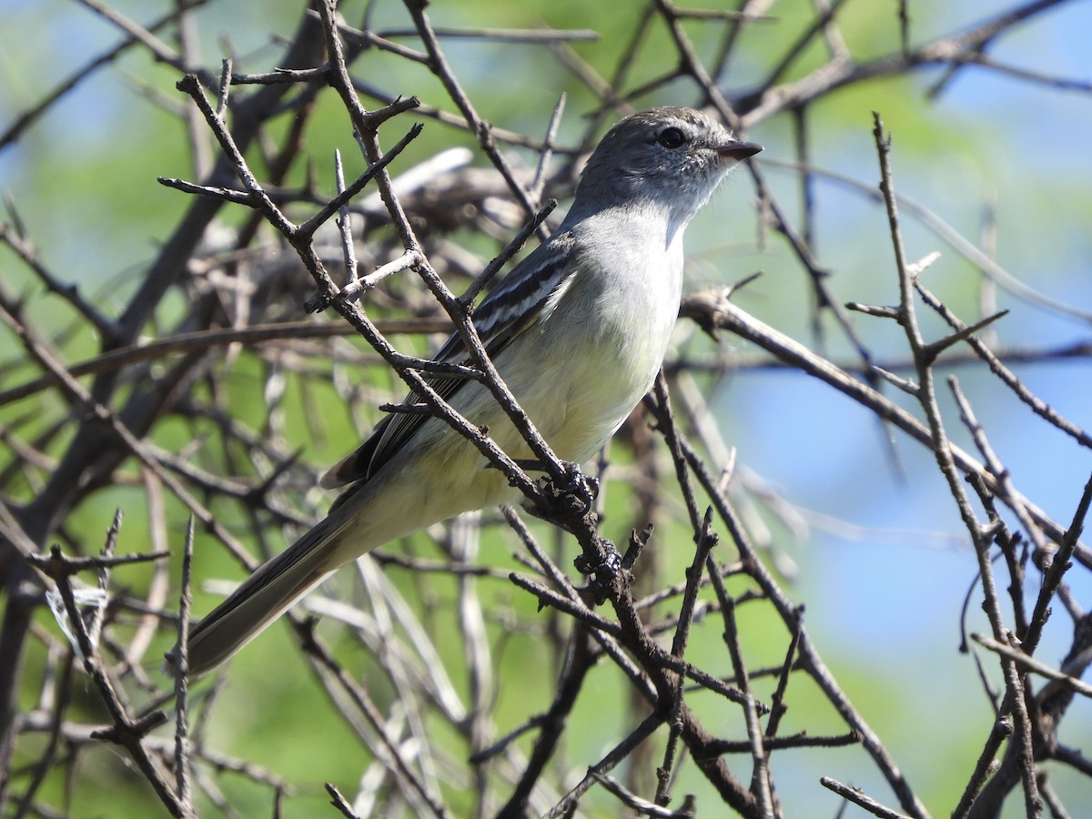 Southern Scrub-Flycatcher - ML643062727