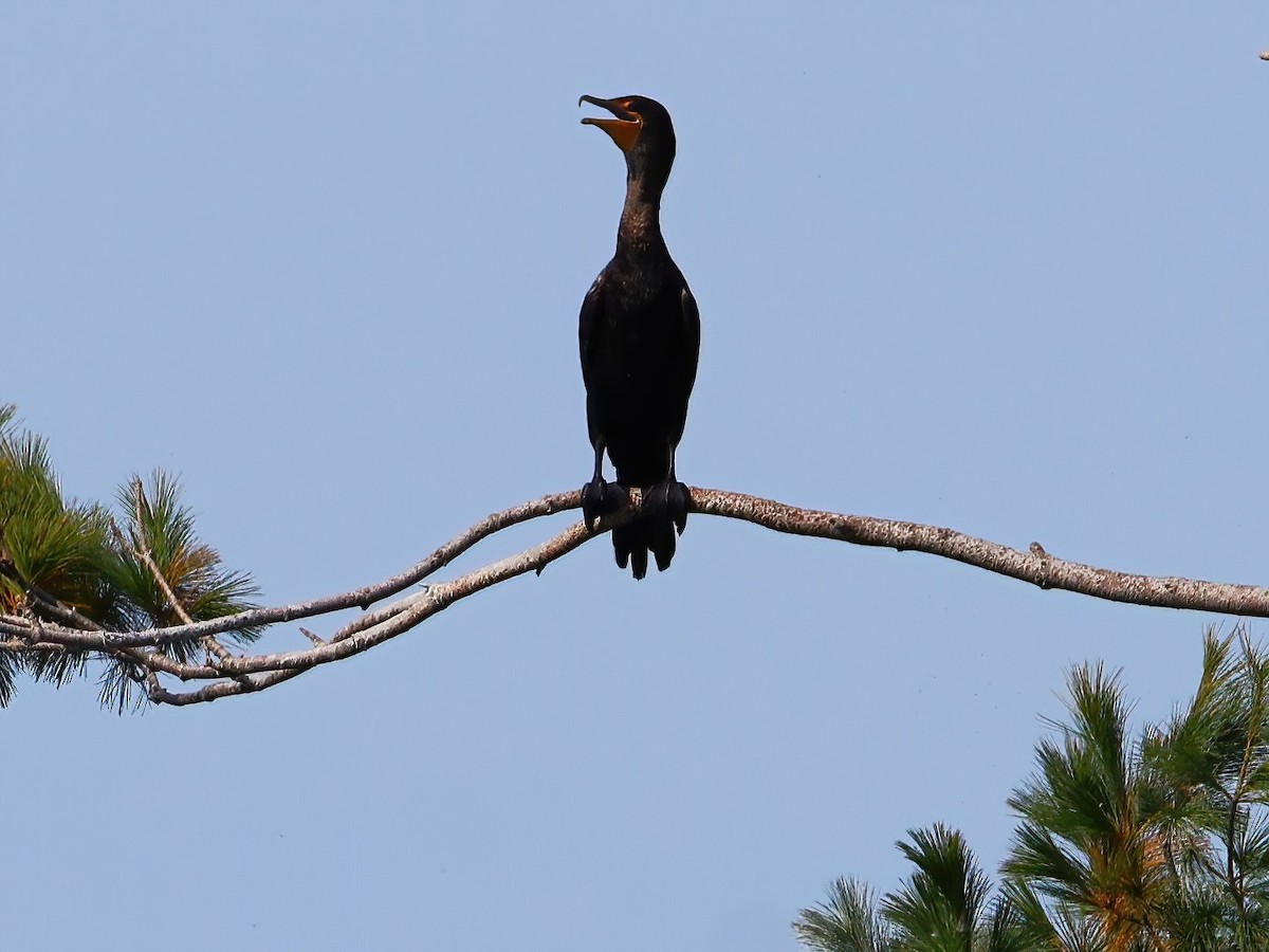 Double-crested Cormorant - ML643062743