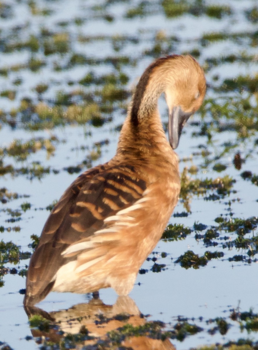 Dendrocygne fauve - ML643062752