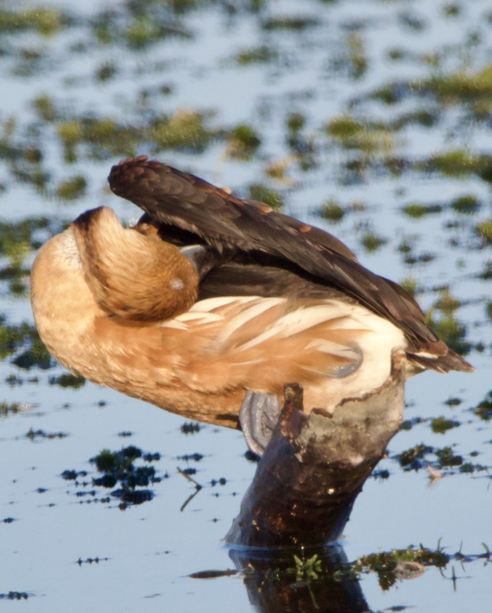 Dendrocygne fauve - ML643062753
