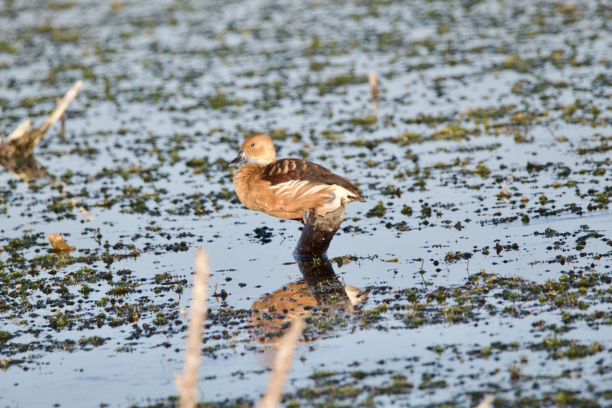 Dendrocygne fauve - ML643062754
