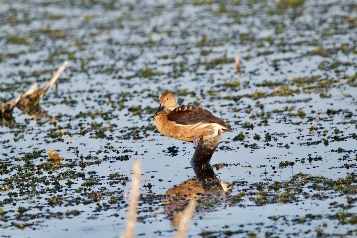 Dendrocygne fauve - ML643062755