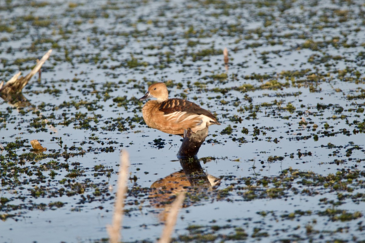 Dendrocygne fauve - ML643062757