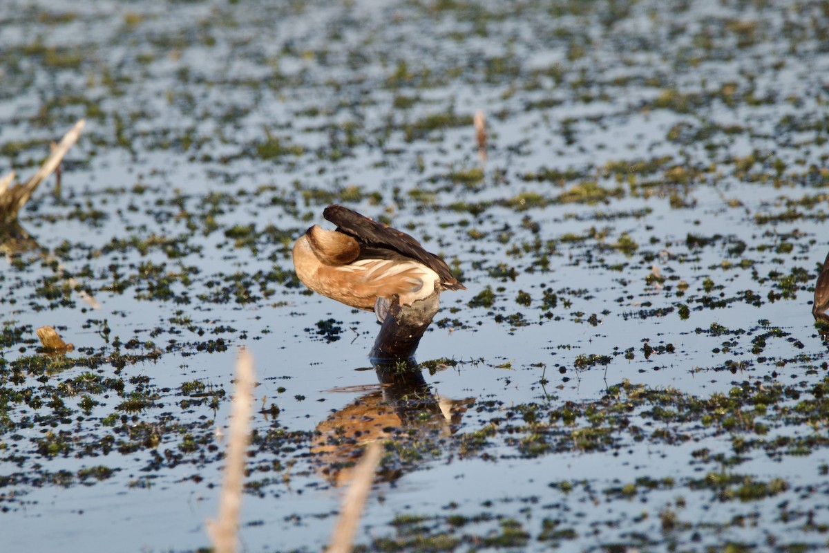 Dendrocygne fauve - ML643062759