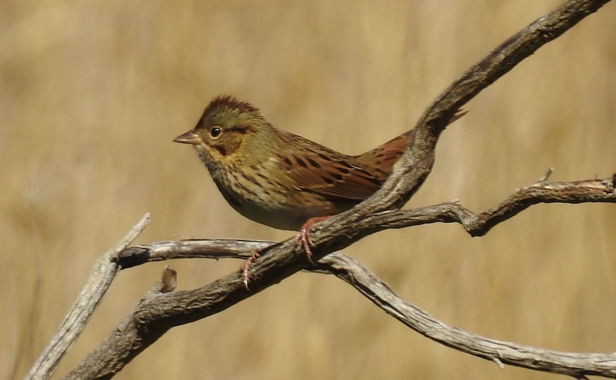 Lincoln's Sparrow - ML643062799