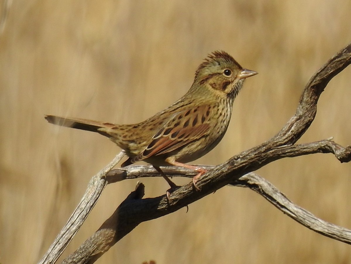 Lincoln's Sparrow - ML643062800