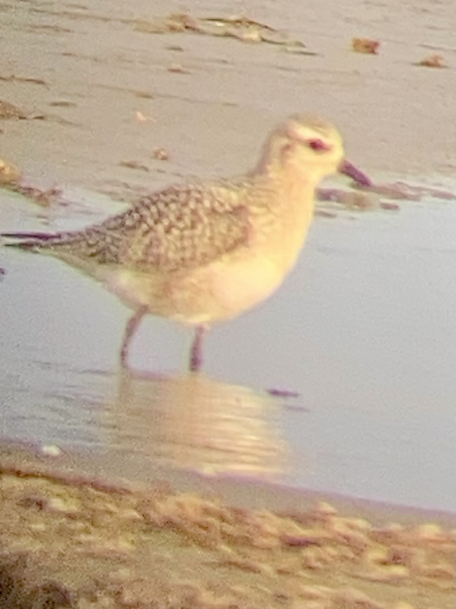 חופזי מנומר - ML643062813