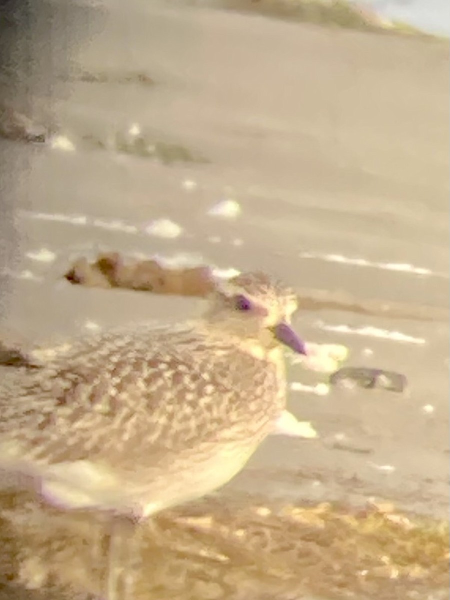 חופזי מנומר - ML643062814