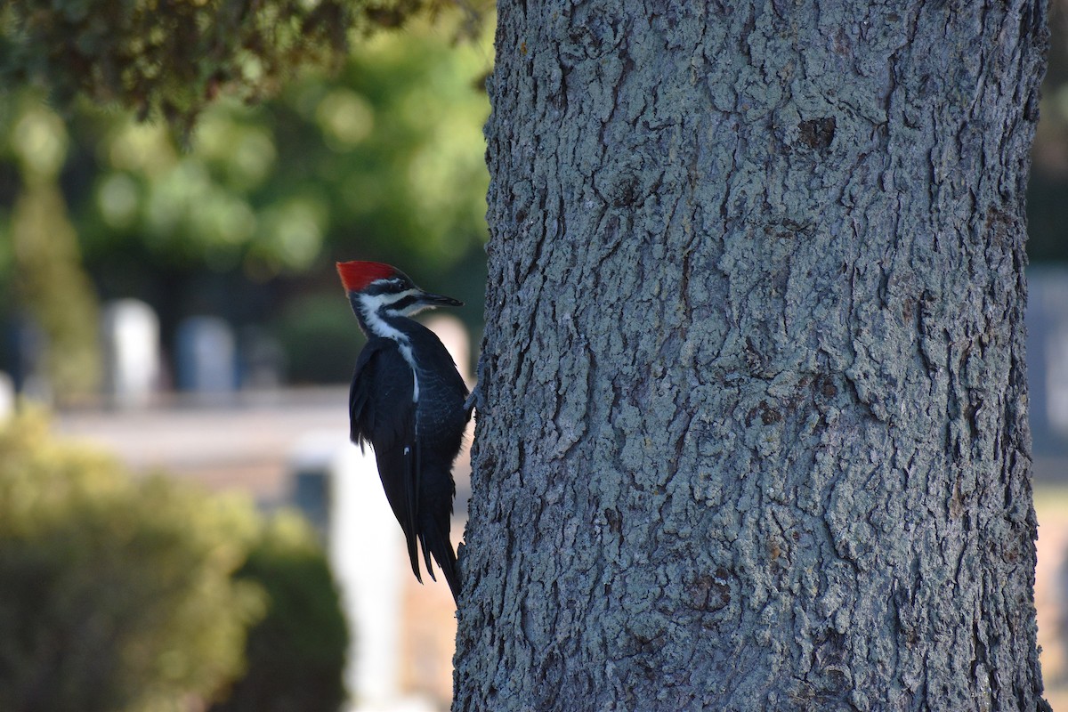 datel chocholatý - ML643062878