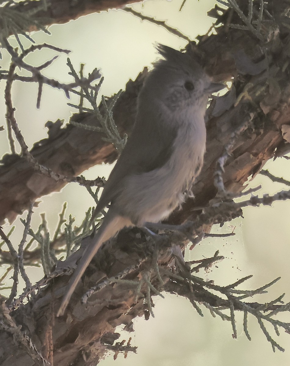 Oak Titmouse - ML643062896