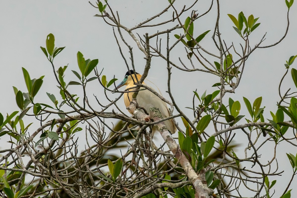 Capped Heron - ML643062906