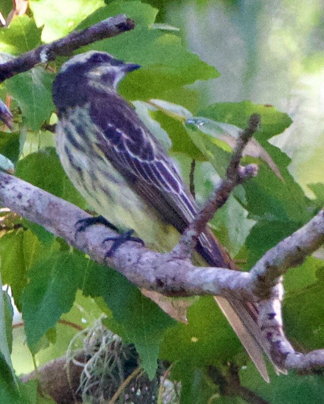 Variegated Flycatcher - ML643062914