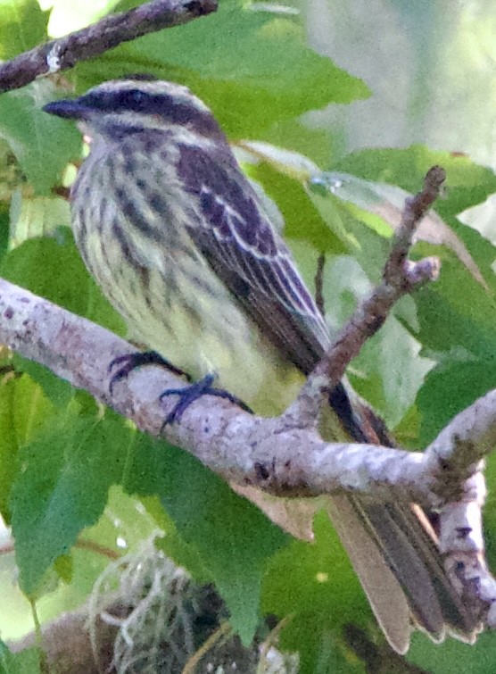 Variegated Flycatcher - ML643062915