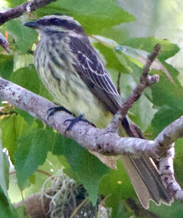 Variegated Flycatcher - ML643062916