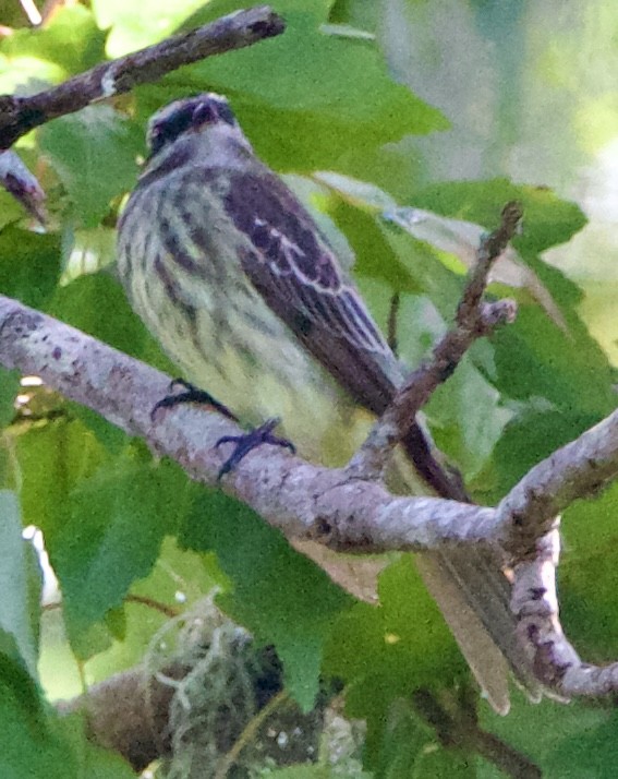 Variegated Flycatcher - ML643062917