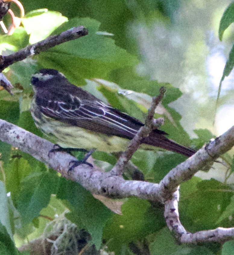 Variegated Flycatcher - ML643062918