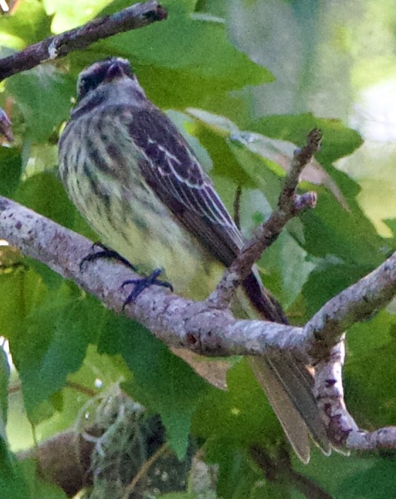 Variegated Flycatcher - ML643062919