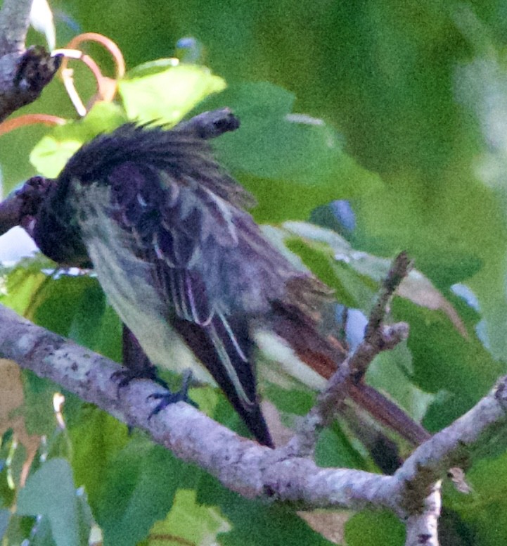 Variegated Flycatcher - ML643062920