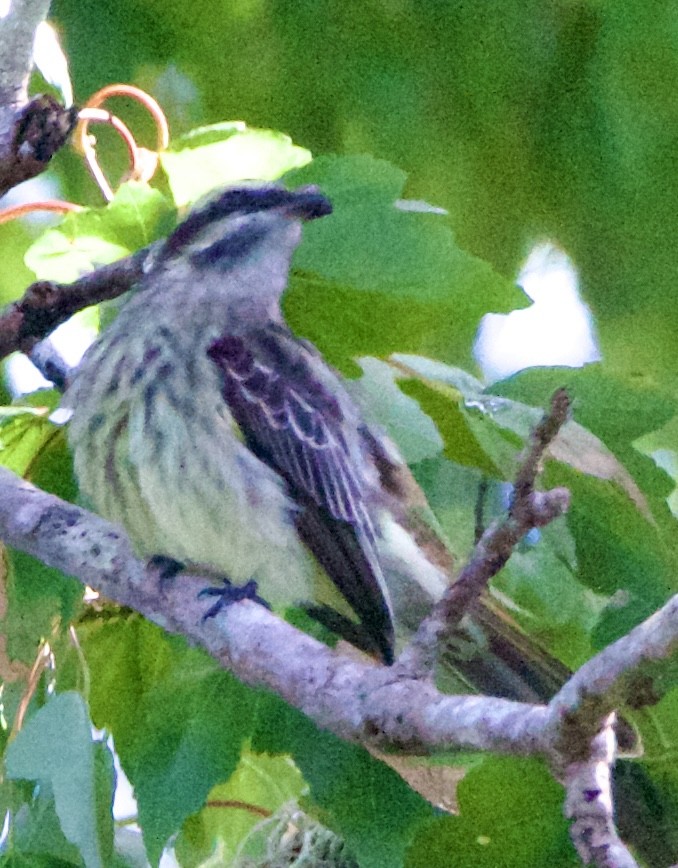 Variegated Flycatcher - ML643062921