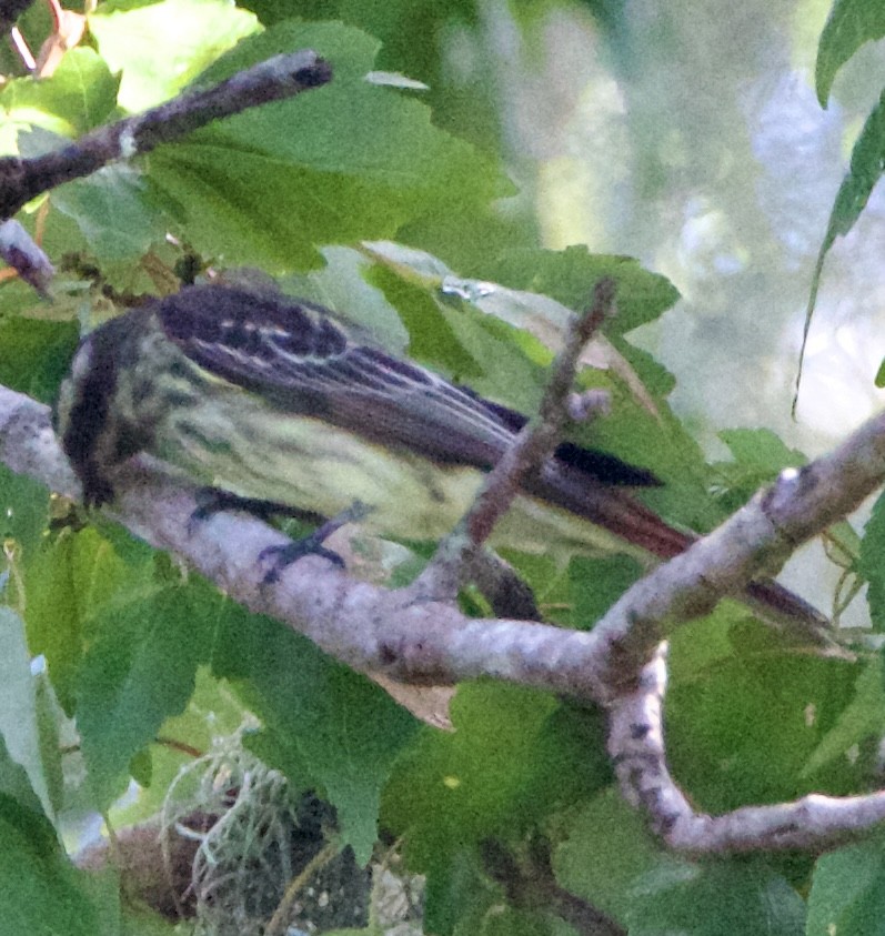 Variegated Flycatcher - ML643062922