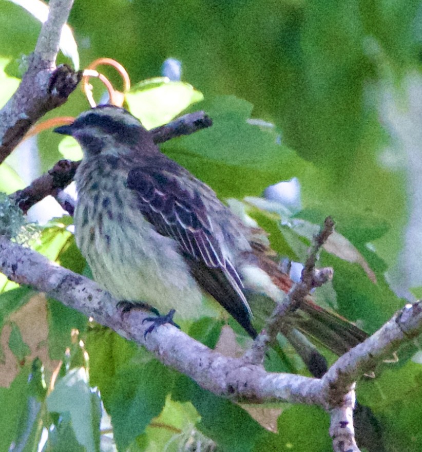 Variegated Flycatcher - ML643062923