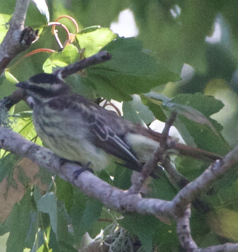 Variegated Flycatcher - ML643062924
