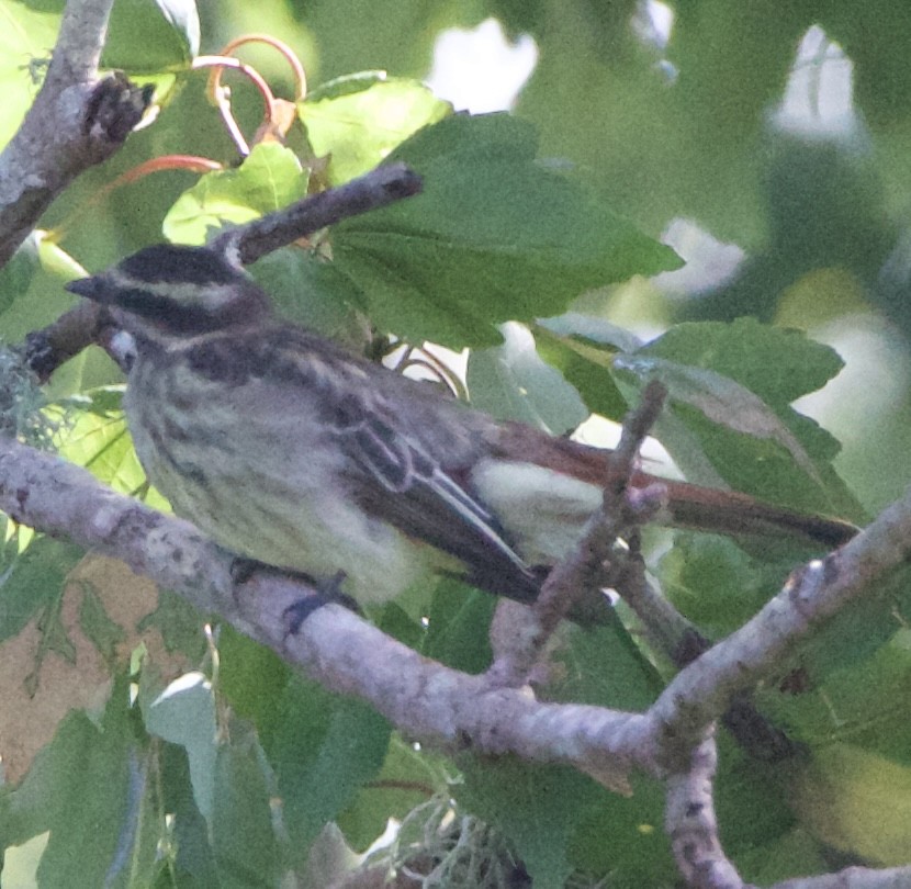 Variegated Flycatcher - ML643062925
