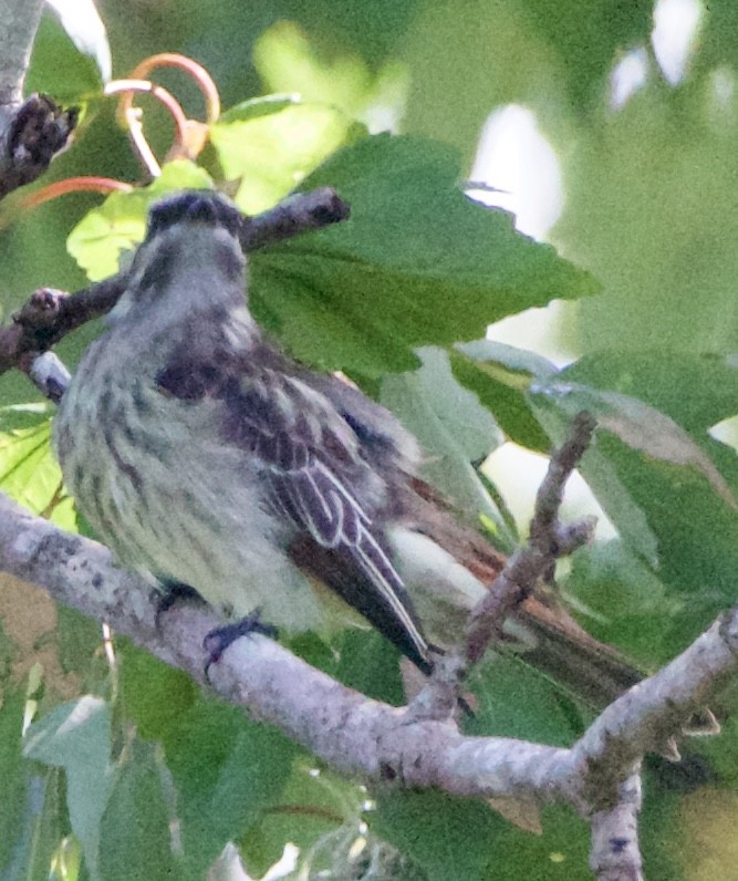 Variegated Flycatcher - ML643062926
