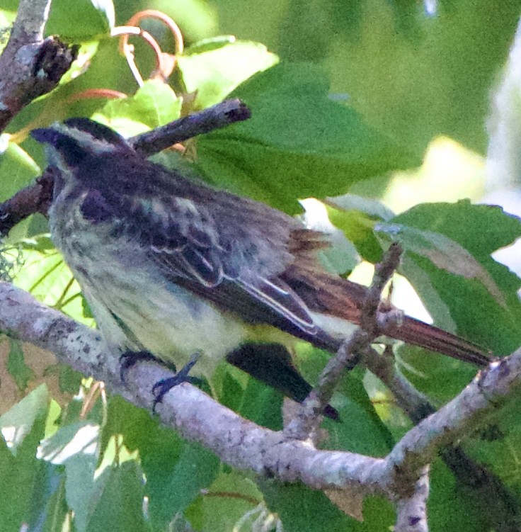 Variegated Flycatcher - ML643062927