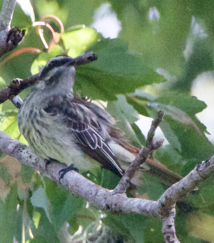 Variegated Flycatcher - ML643062928