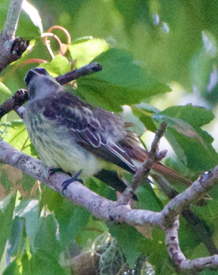 Variegated Flycatcher - ML643062929