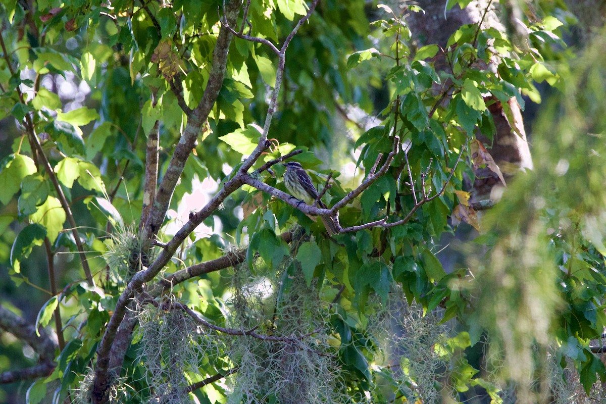 Variegated Flycatcher - ML643062930