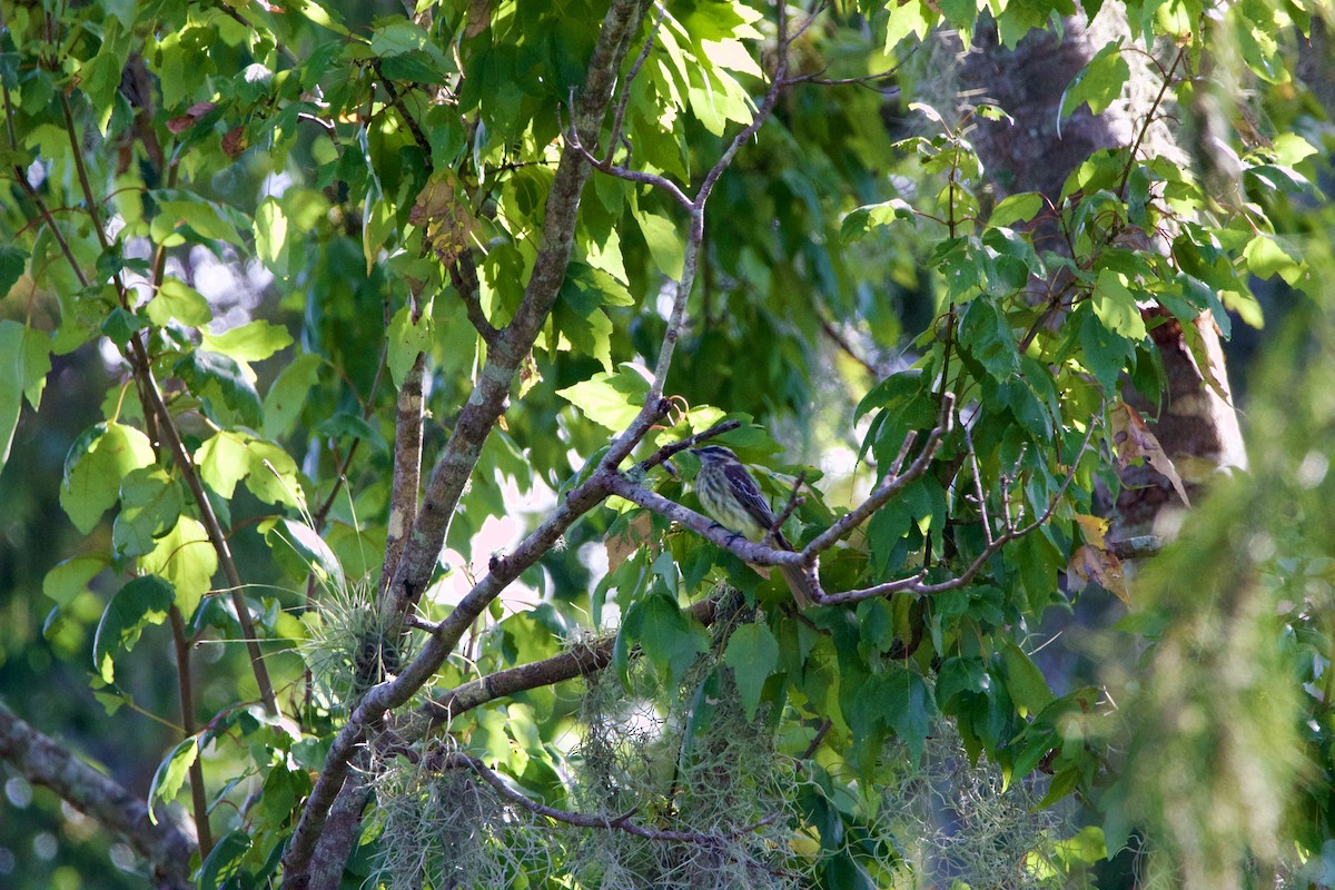 Variegated Flycatcher - ML643062931