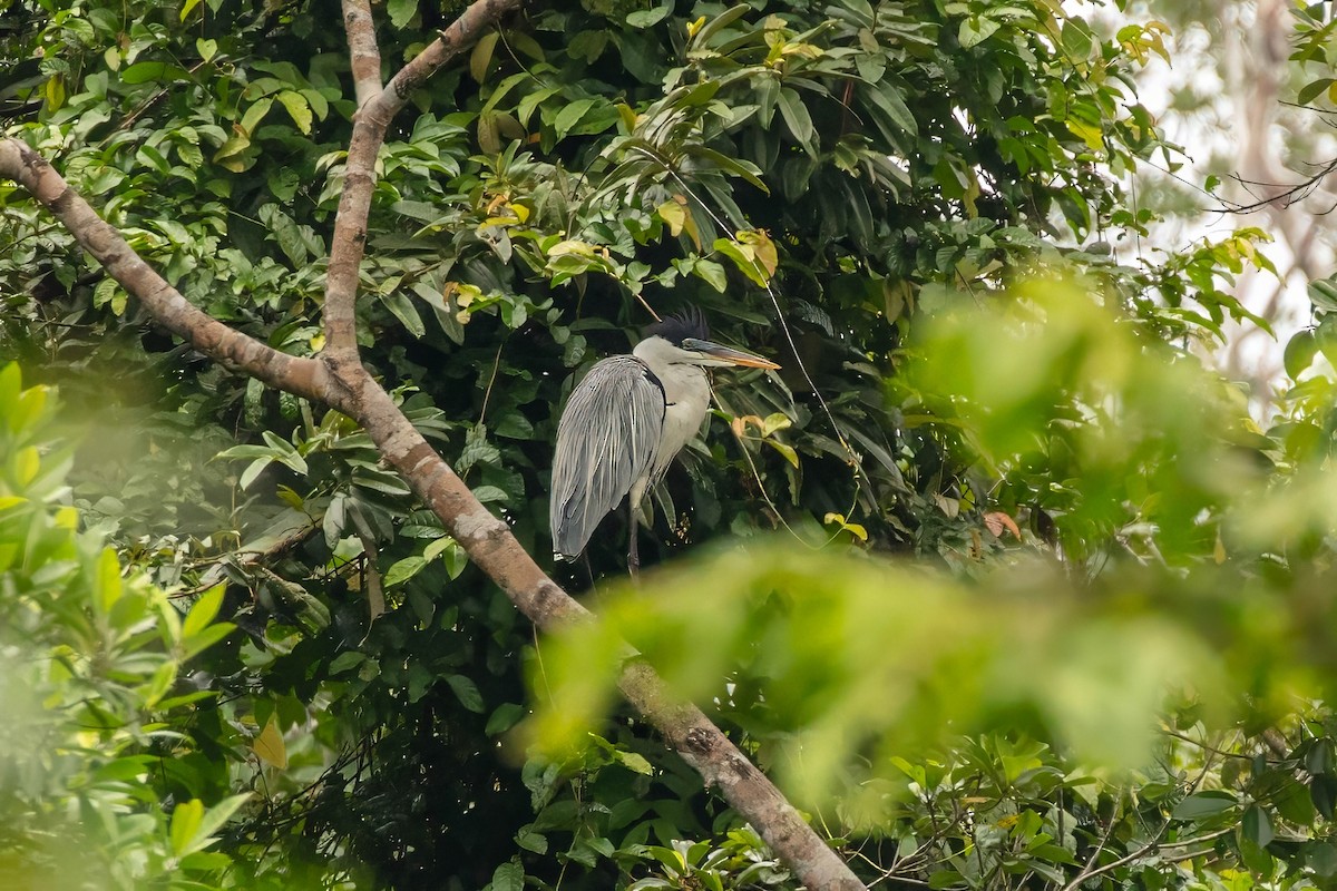 Cocoi Heron - ML643062944